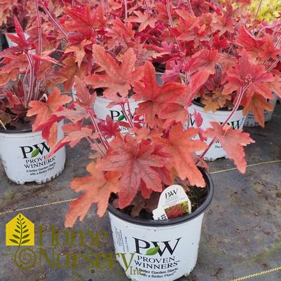 Heucherella Fun and Games® 'Red Rover'