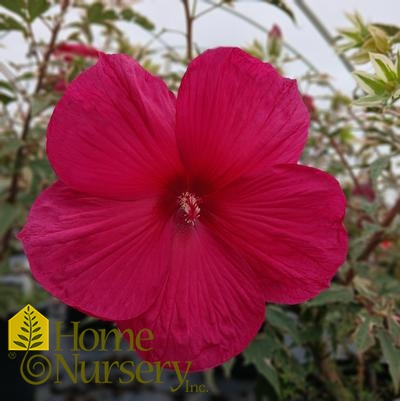 Hibiscus x 'Summer Carnival'