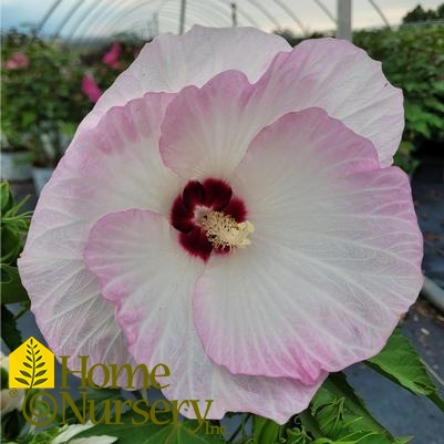 Hibiscus x Summerific® 'Ballet Slippers'