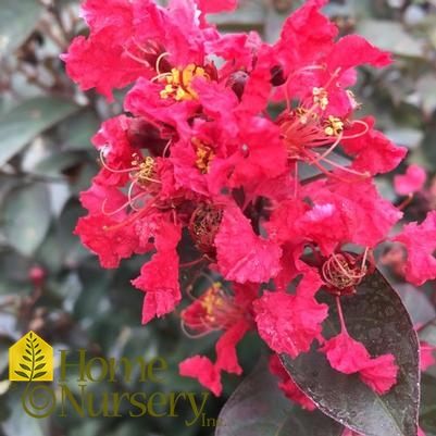 Lagerstroemia indica Rikki Tikki® Rouge