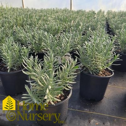 Lavandula x intermedia Sensational!™