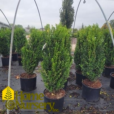 Buxus sempervirens 'Highlander'