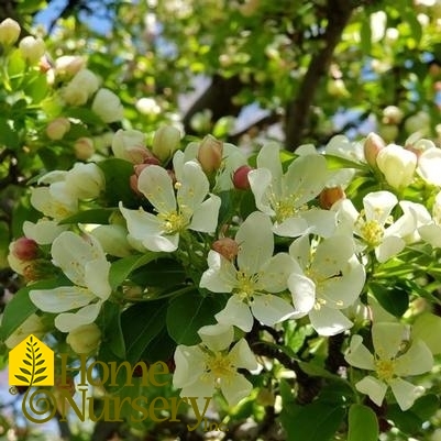 Malus x Sweet Sugar Time®