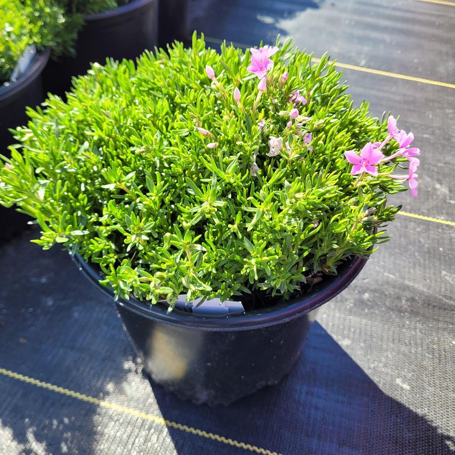 Phlox subulata 'Emerald Pink'