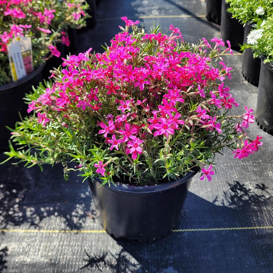 Phlox subulata 'Red Wing'