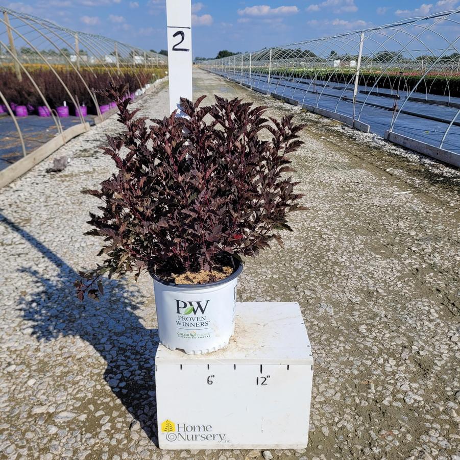 Physocarpus opulifolius Summer Wine®