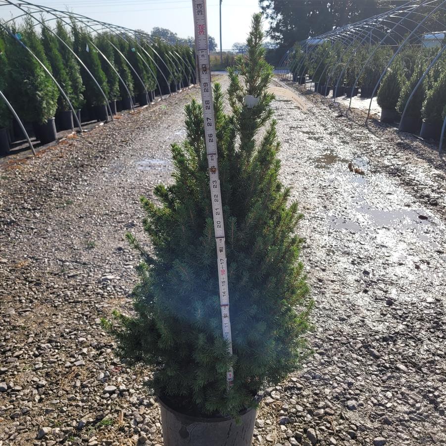 Picea glauca 'Conica'