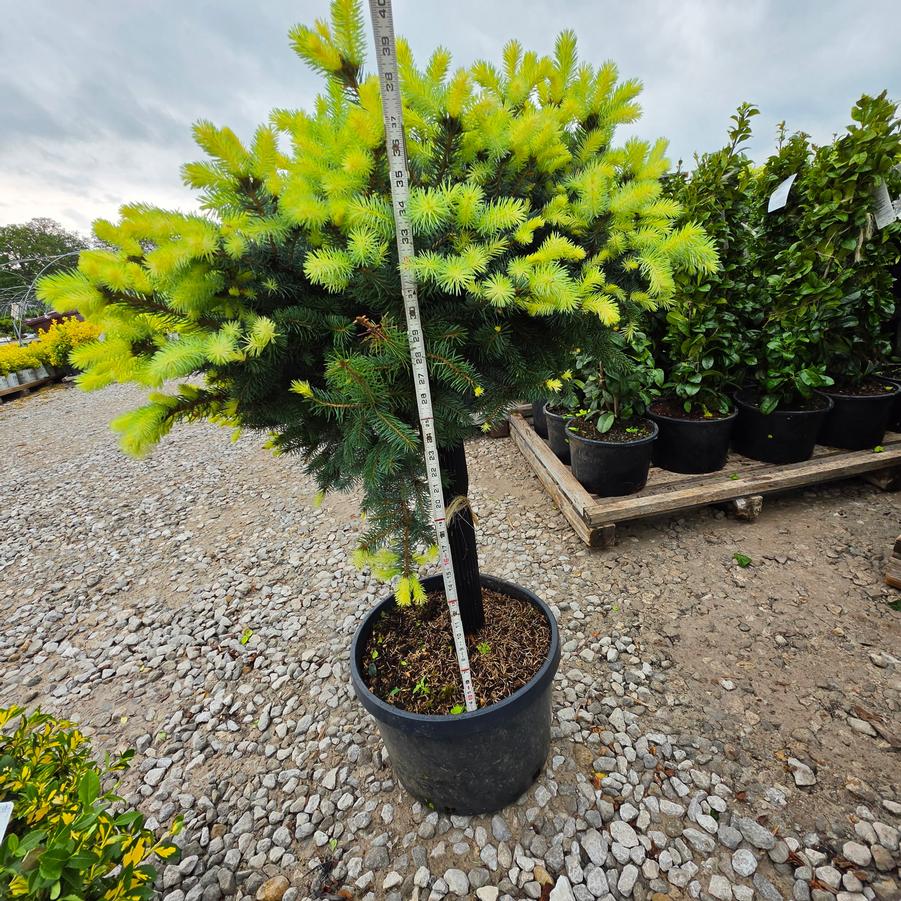 Picea pungens 'Globosa' - standard