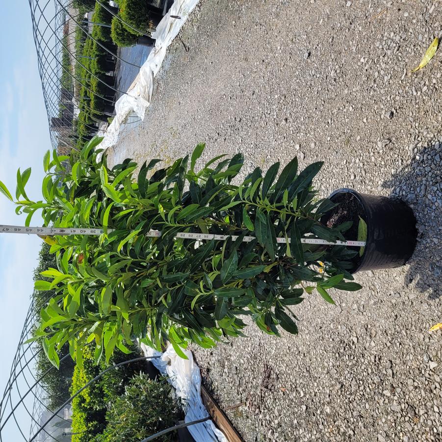 Prunus laurocerasus 'Schipkaensis'