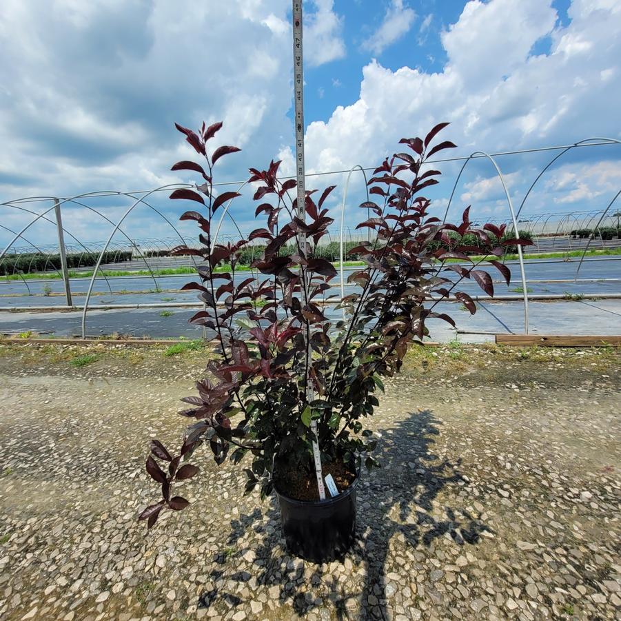 Prunus x cistena 
