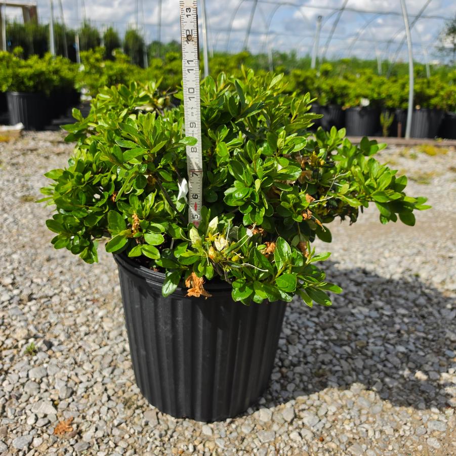 Rhododendron x 'Girard's Pleasant White'