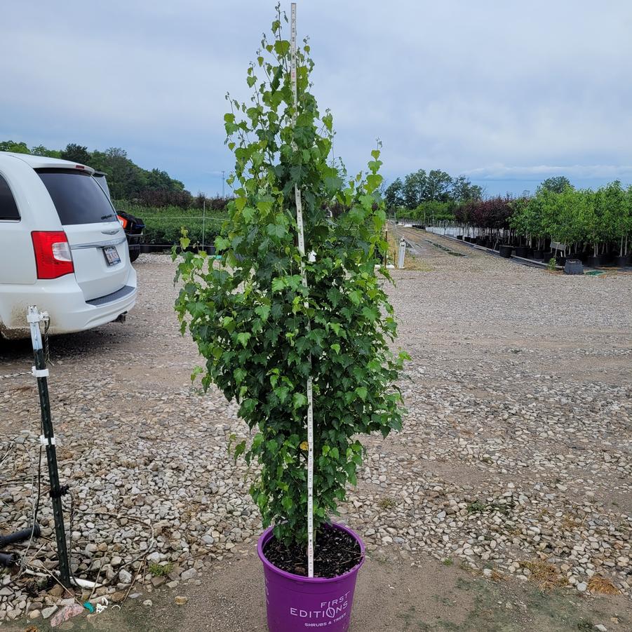 Betula platyphylla Parkland Pillar&reg;
