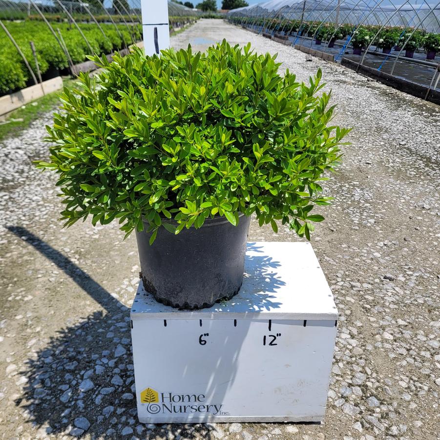 Rhododendron yedoense var. poukhanense 'Compacta'