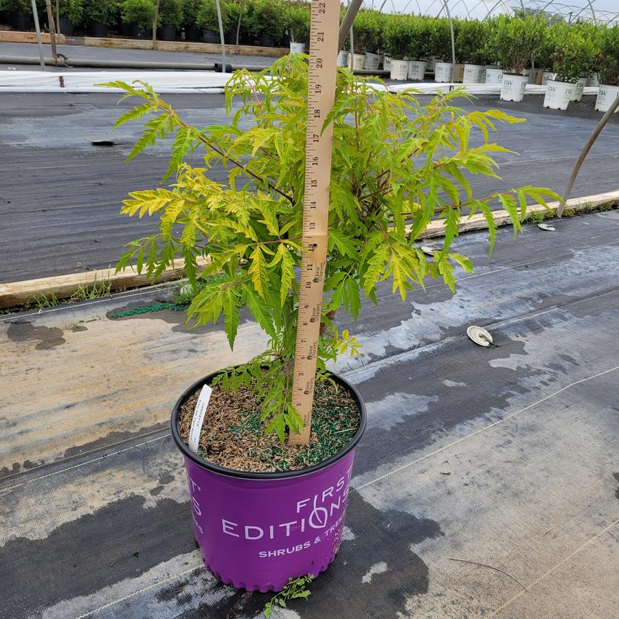 Rhus typhina Tiger Eyes&reg;