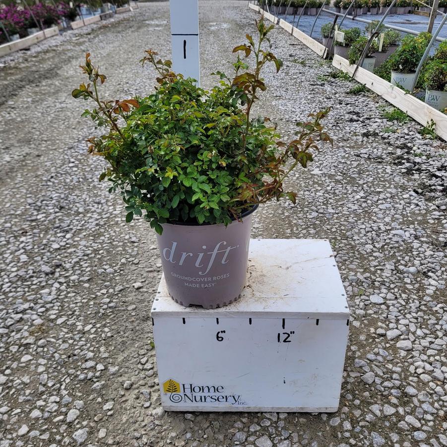Rosa x Coral Drift®
