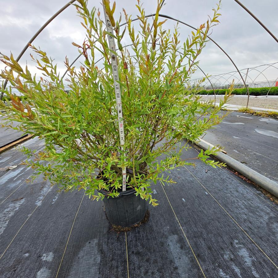 Salix integra 'Hakuro-nishiki'