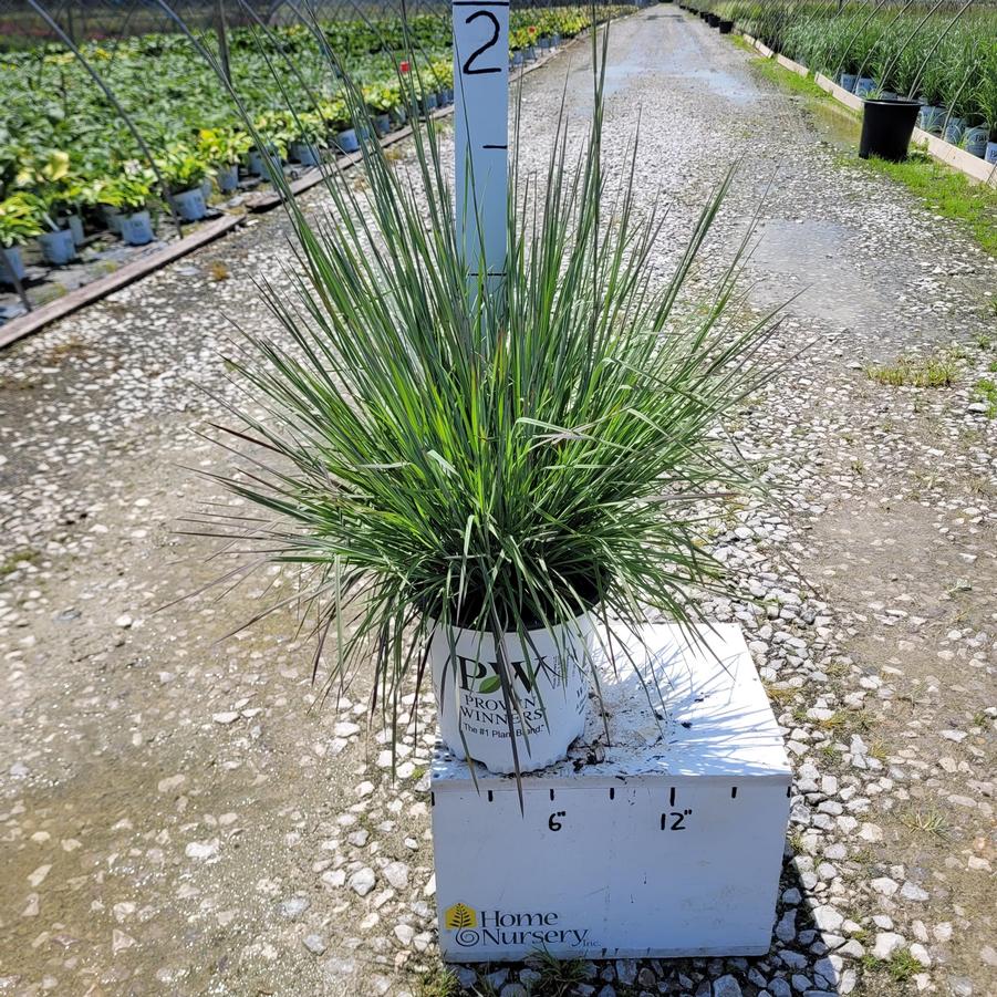 Schizachyrium scoparium Prairie Winds® 'Blue Paradise'