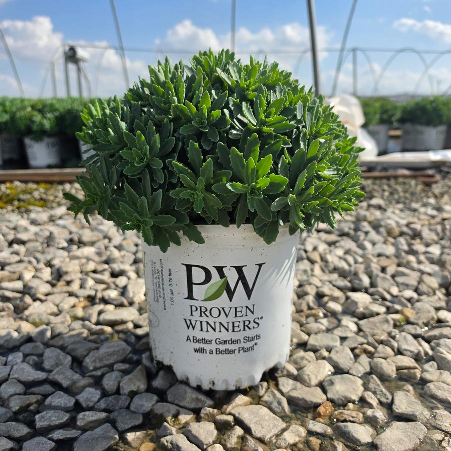 Sedum x Rock 'n Grow&reg; Bundle of Joy