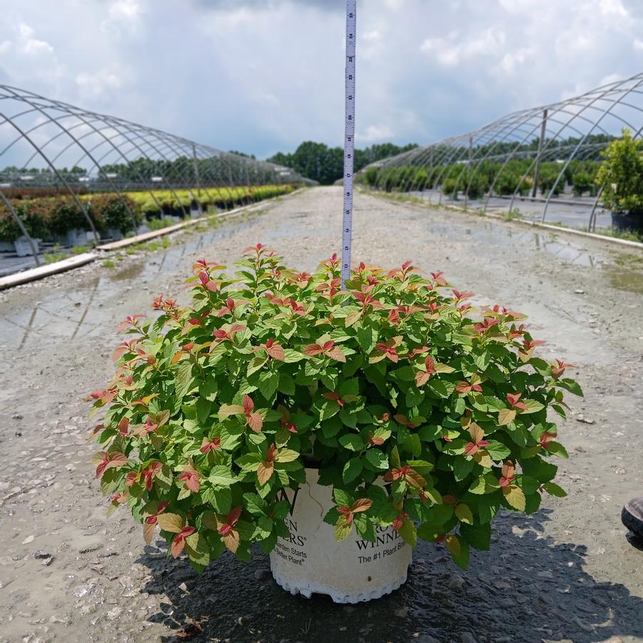 Spiraea japonica Double Play Big Bang®