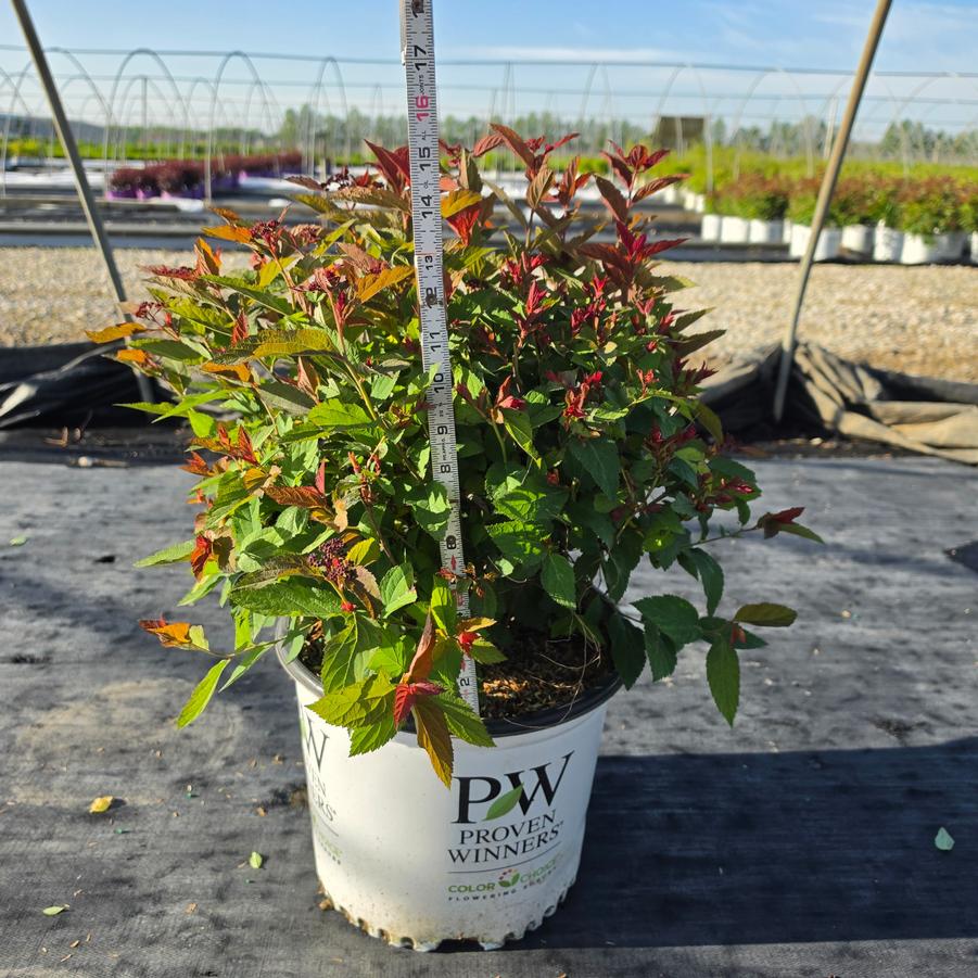 Spiraea japonica Double Play Doozie®