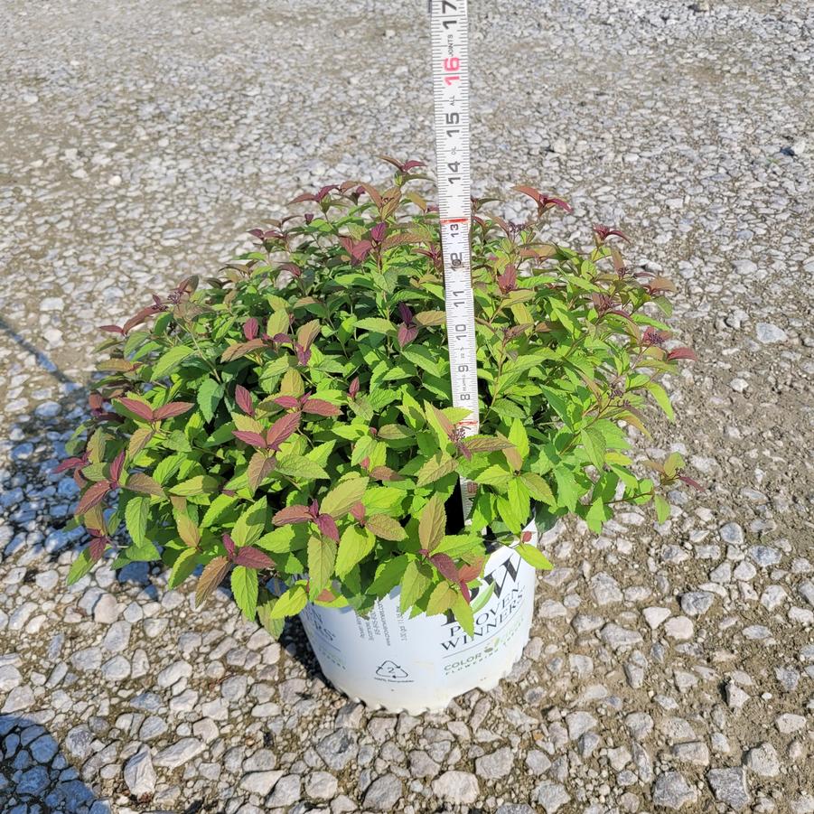 Spiraea japonica Double Play&reg; Red