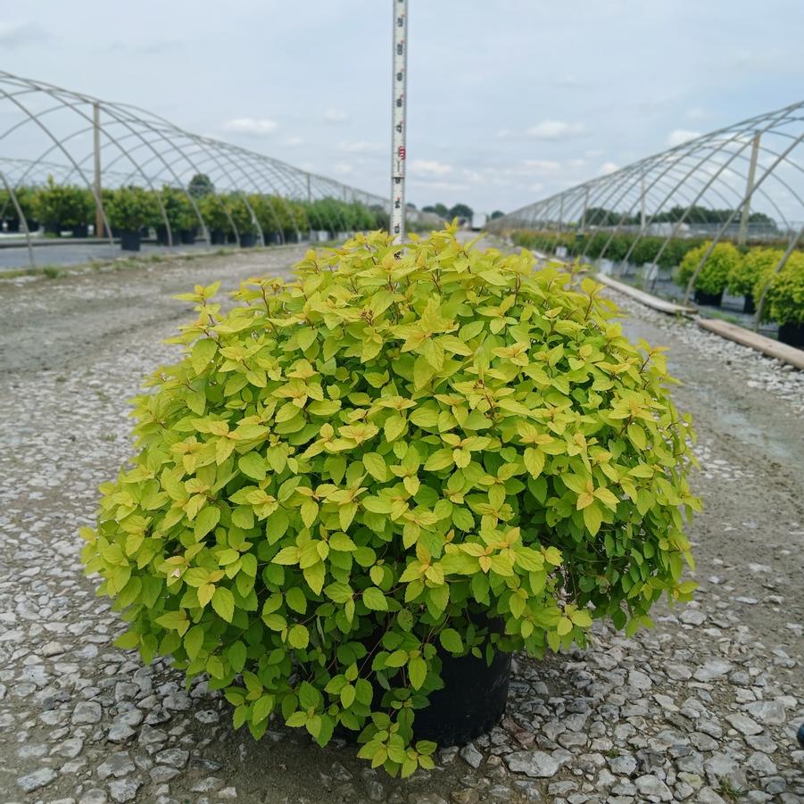 Spiraea japonica 'Goldmound'