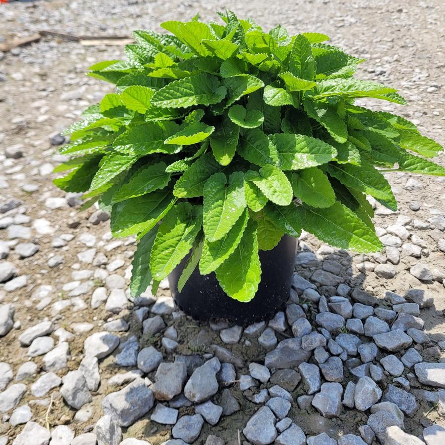 Stachys monieri 'Hummelo'