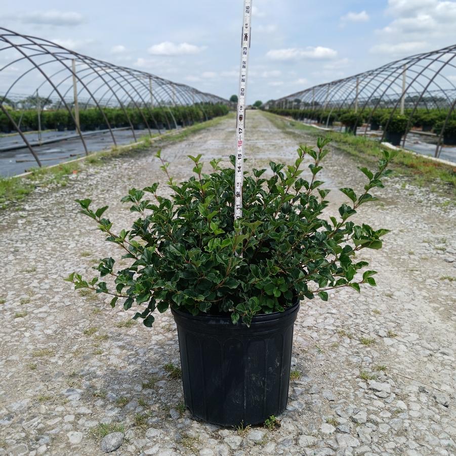 Syringa meyeri 'Palibin'