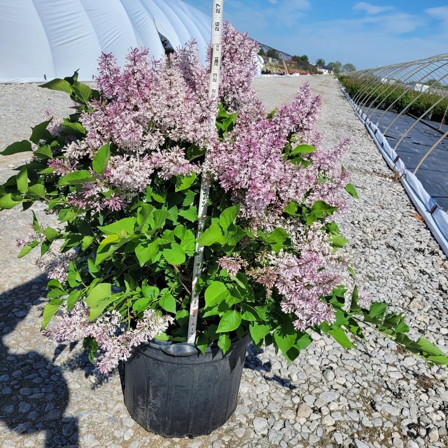 Syringa pubescens subsp. patula 'Miss Kim'