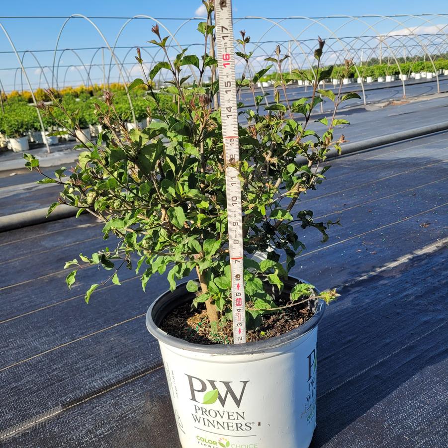 Syringa x Bloomerang&reg; Dark Purple