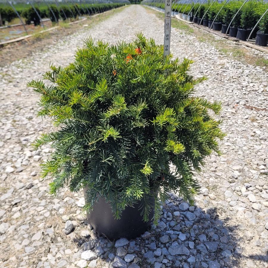 Taxus x media 'Brownii'
