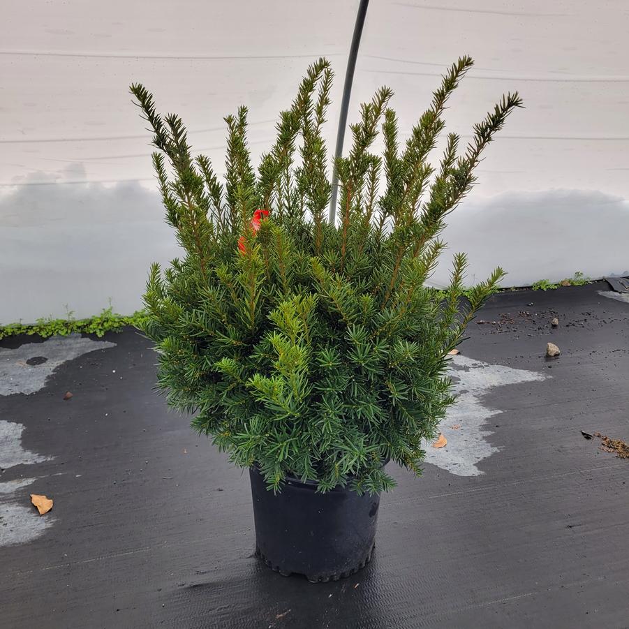 Taxus x media 'Densiformis'