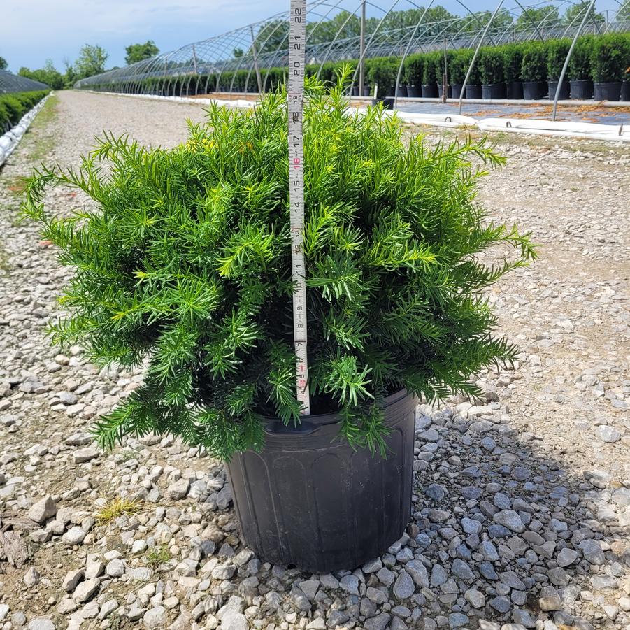 Taxus x media 'Densiformis'