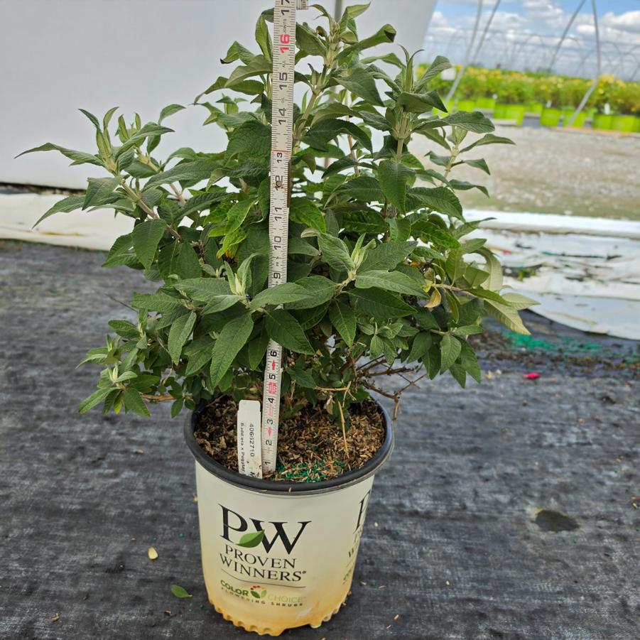 Buddleia x Pugster Blue®
