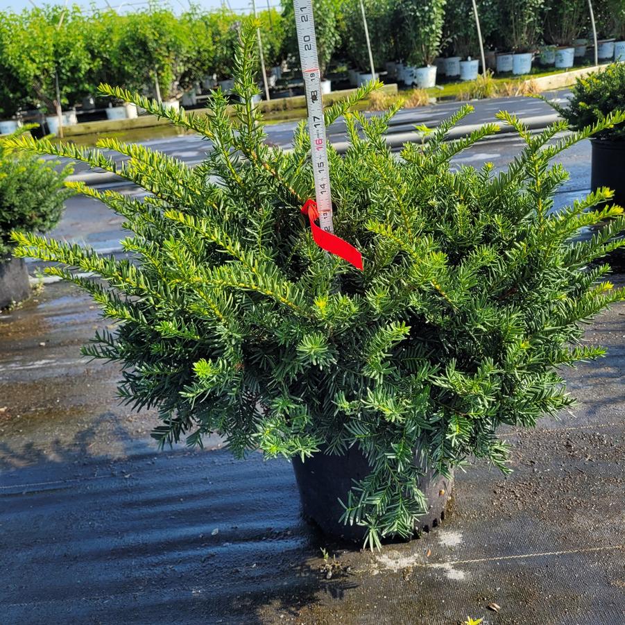 Taxus x media 'Everlow'