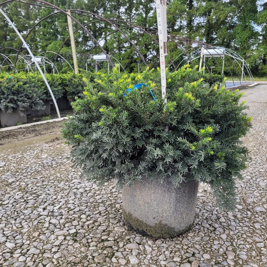 Taxus x media 'Everlow'