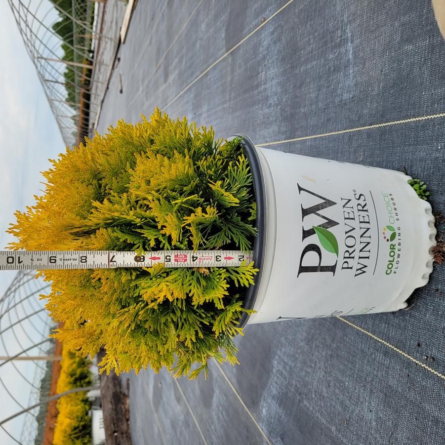 Thuja occidentalis Anna's Magic Ball&reg;