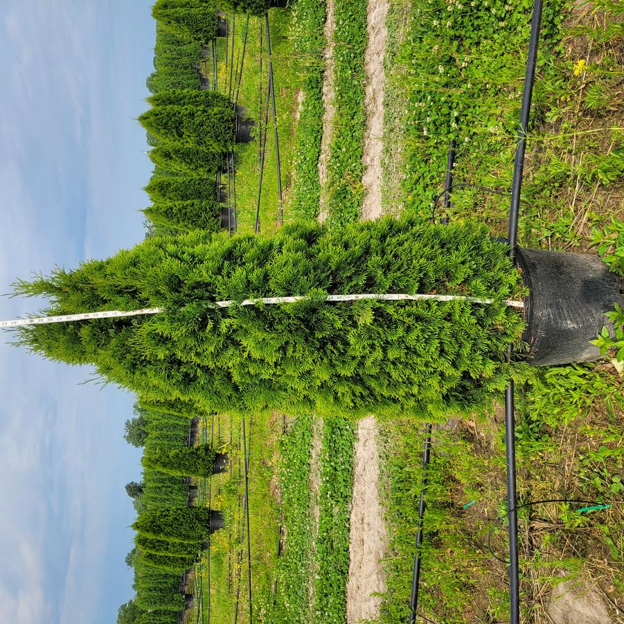 Thuja occidentalis 'Emerald Green'