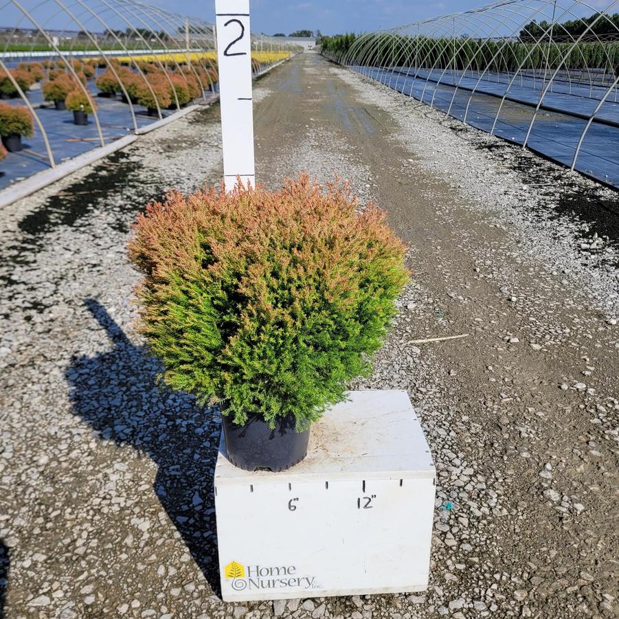 Thuja occidentalis Fire Chief™