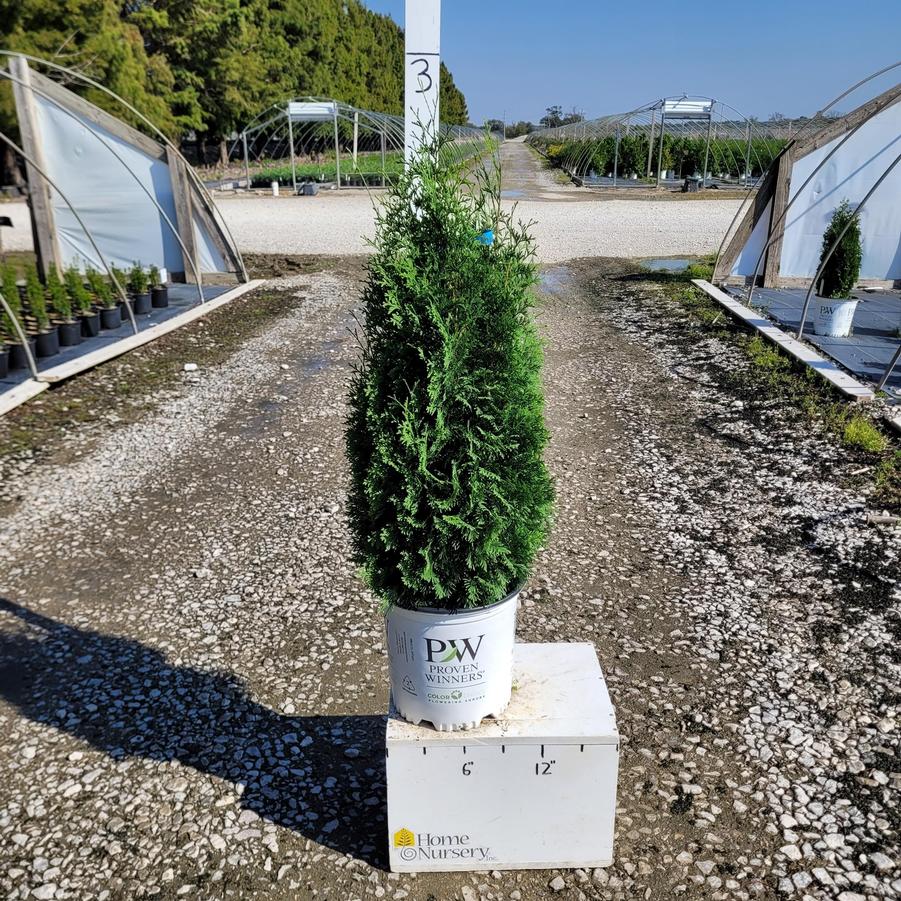Thuja occidentalis North Pole®