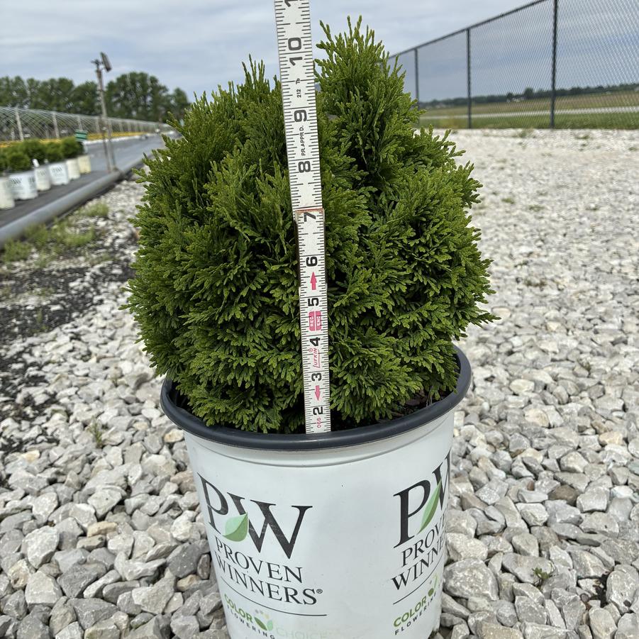 Thuja occidentalis Tater Tot®
