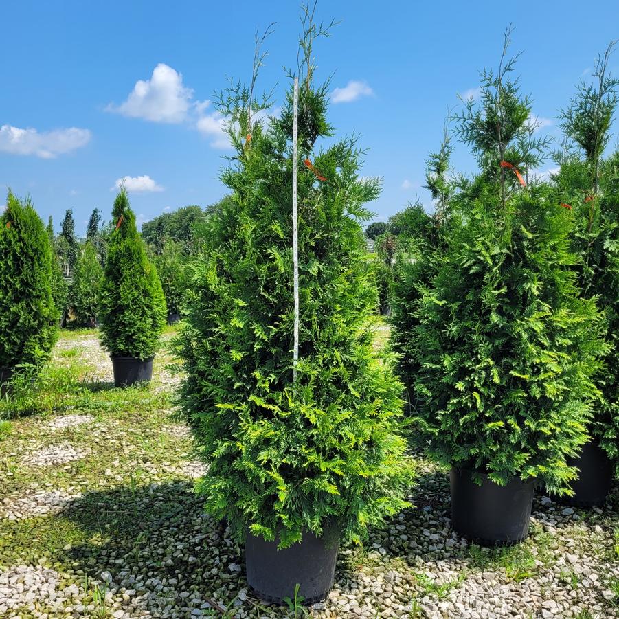 Thuja x 'Green Giant'