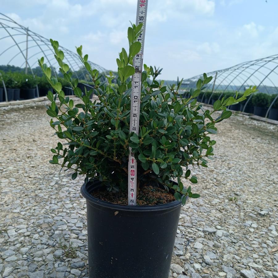 Buxus sinica var. insularis 'Winter Gem'