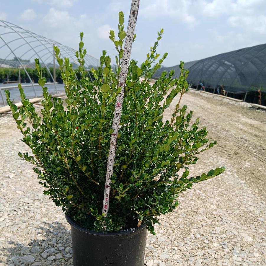 Buxus sinica var. insularis 'Winter Gem'