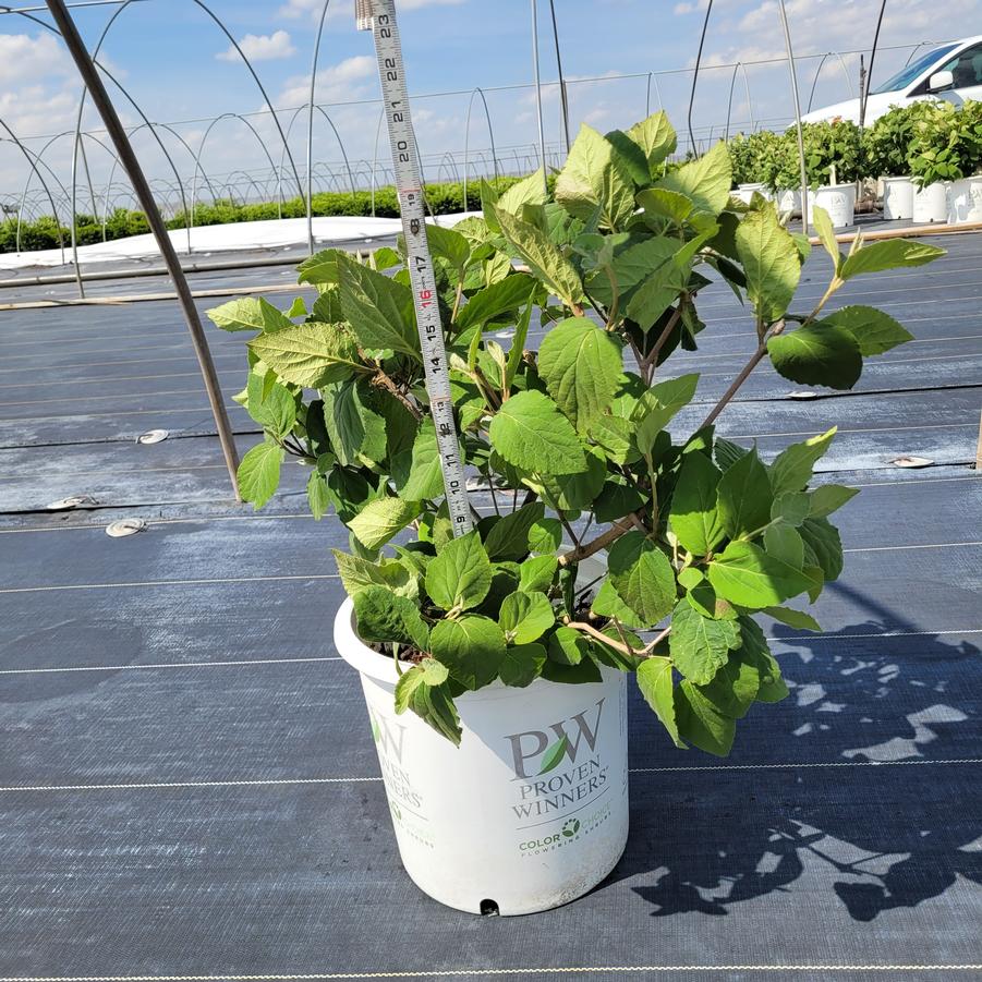 Viburnum carlesii Spice Baby™