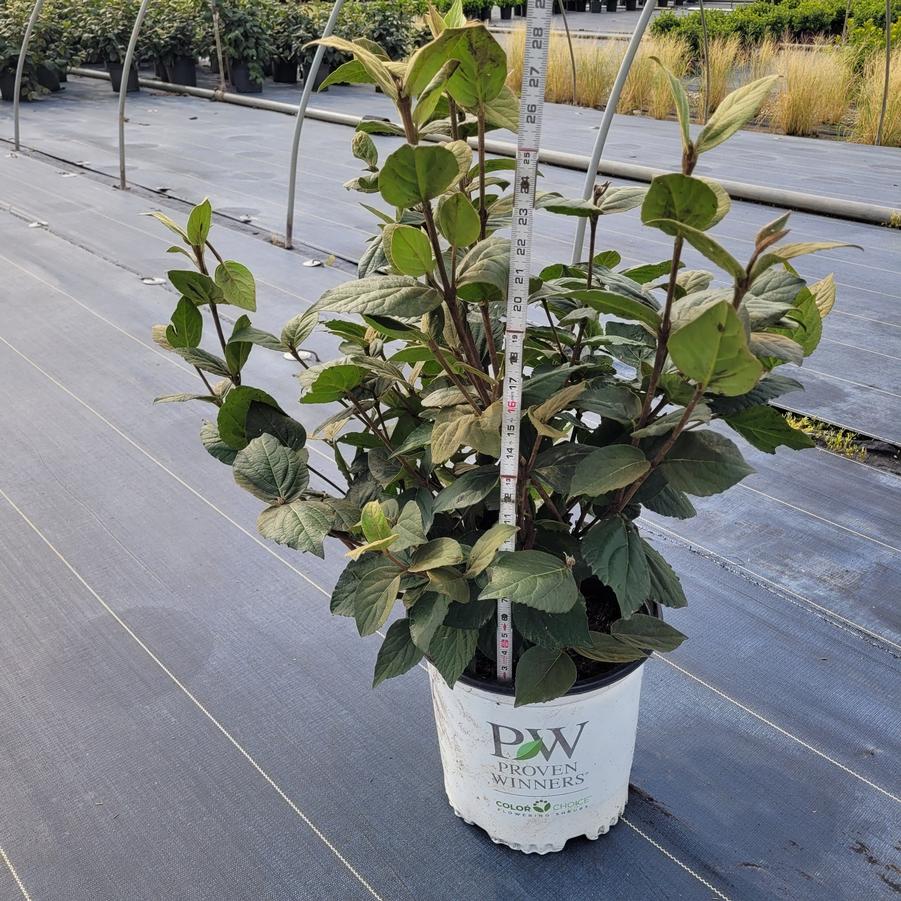 Viburnum carlesii Spice Girl&reg;