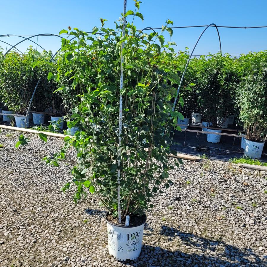 Viburnum dentatum Blue Muffin&reg;