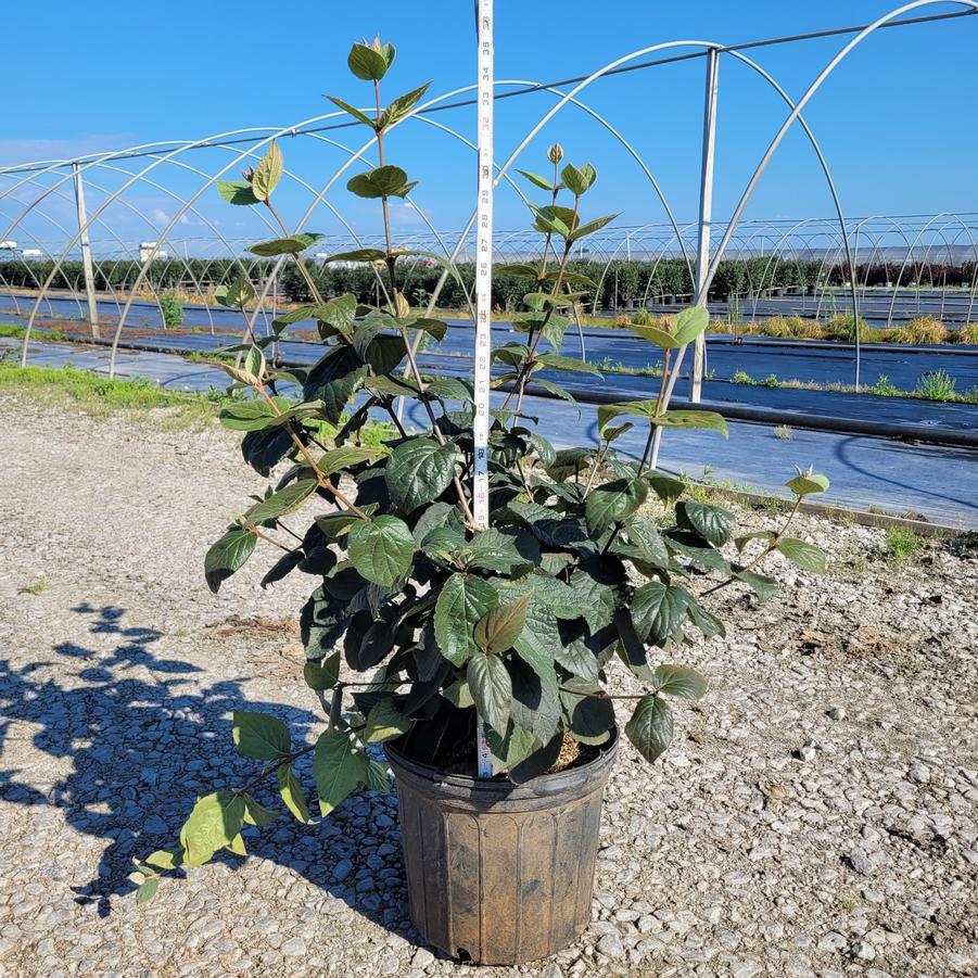 Viburnum x Juddii