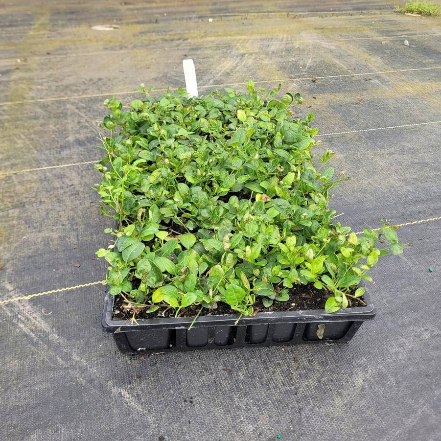 Vinca minor 'Bowles'