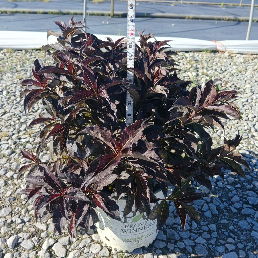 Weigela florida Spilled Wine&reg;